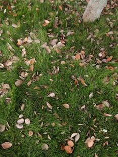 草地散落枯叶景象