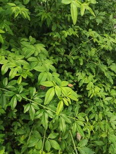 繁茂绿叶展现自然生机