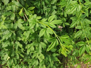 茂密绿叶植物景观