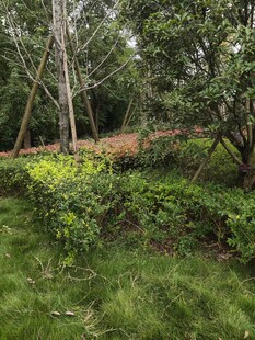 绿意盎然的户外自然景观