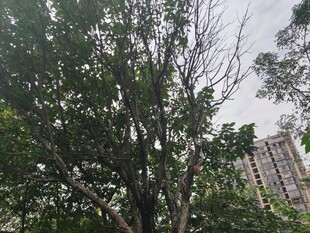 城市中茂盛的绿树景观