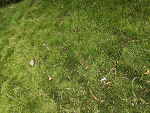 翠绿草地散落些许枯叶