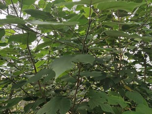 繁茂绿叶的自然景象