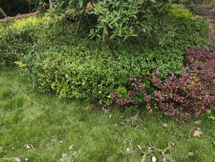 多彩绿植装点的花园角落