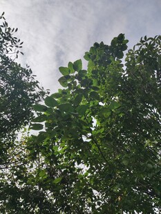 繁茂绿树与天空的自然景致