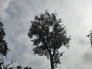 孤树挺立在阴云天空下