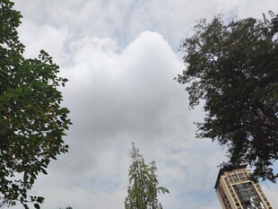 天空下的树木与建筑