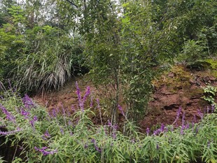 林间紫色花卉与绿植景观