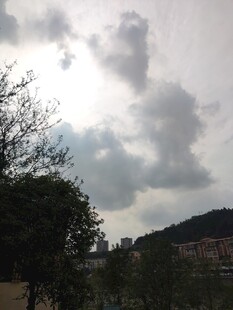 阴天景象树木与云层