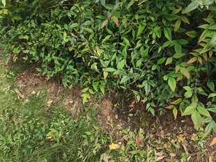 绿叶繁茂的植物景观