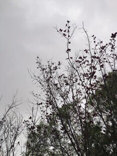 阴天树枝上的稀疏花朵