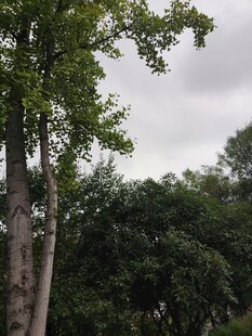 户外绿树成荫的自然景象