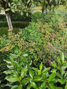 绿意盎然的繁茂植物景观