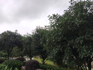 绿意盎然的园林景致