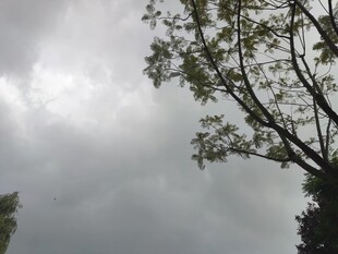 阴天树枝与灰暗天空