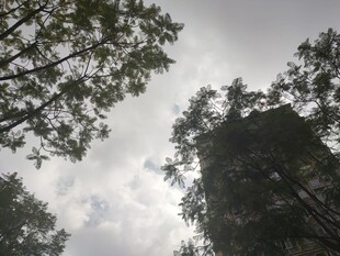 仰视山林间的树木与天空