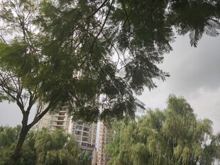 绿树掩映下的城市建筑