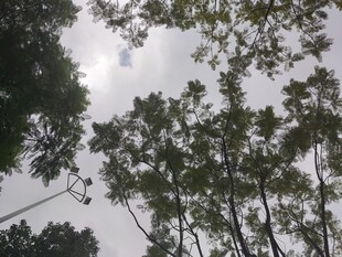 仰视茂密树林树冠