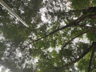 仰视茂密树林树冠