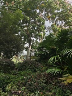 繁茂绿植的自然景致