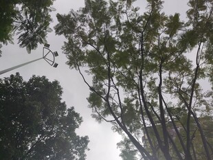 仰视茂密树林树冠