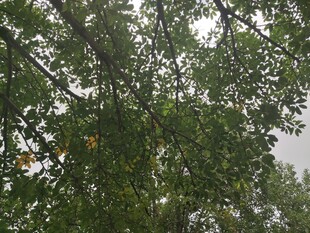 枝叶繁茂的绿树景观