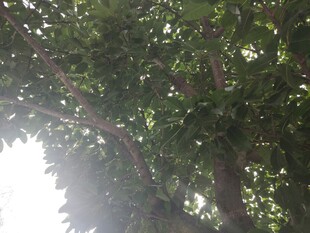 阳光透过枝叶的绿意景象