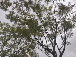 天空下的树木枝叶