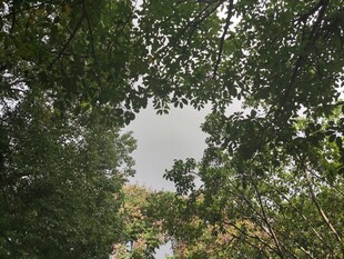 仰视茂密树林树冠