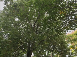 高大葱郁的茂盛树木