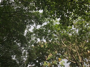 仰视茂密树林树冠