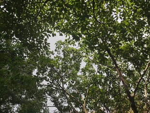 仰视茂密树林绿意盎然