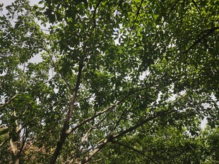 繁茂绿树枝叶交错