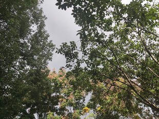 仰视茂密树木枝叶