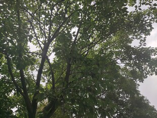 繁茂绿树阳光斑驳景象