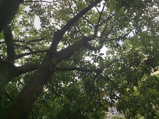 繁茂大树枝叶间的天空