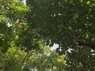 仰视茂密绿荫树冠