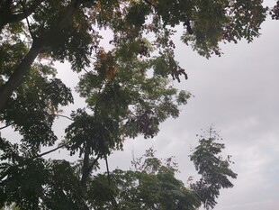 仰视树冠下的天空