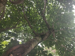 繁茂大树展现自然生机