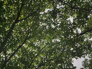 仰视繁茂枝叶
