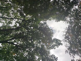 仰视茂密树冠