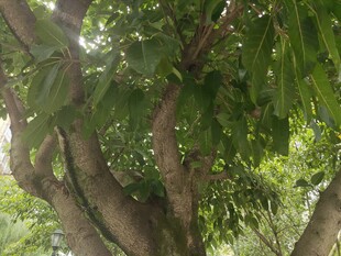 繁茂大树展现自然生机