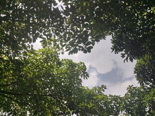 仰视茂密树冠的绿意