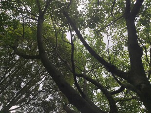 仰视茂密树林树冠景观