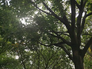 阳光洒落茂密树林景象