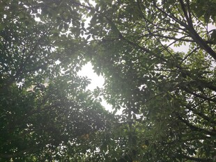 透过树叶的斑驳阳光