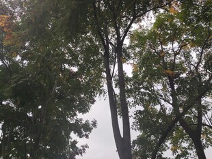 高大树木展现自然景致