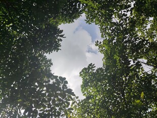 仰视茂密树林间的天空