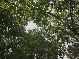 仰视茂密树冠