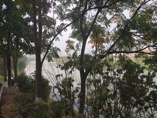 林间晨雾弥漫的静谧小径